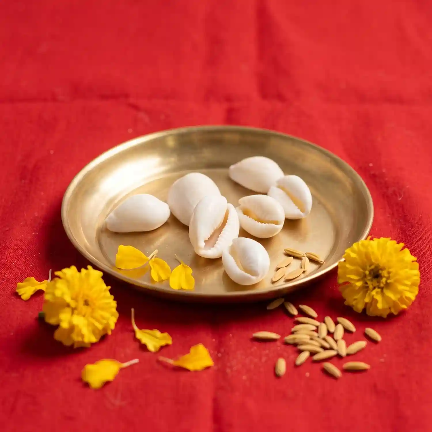White Cowrie Shells Natural | Safed Kodi | Kori For Puja